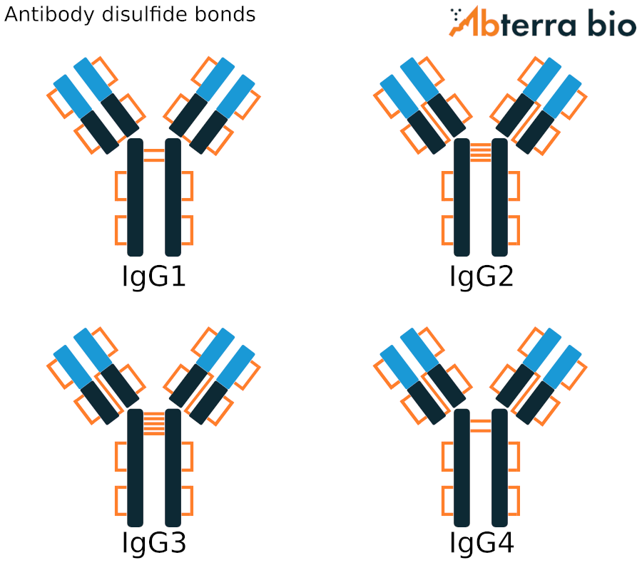 antibody disulfide bonds between IgG1 and other isotypes