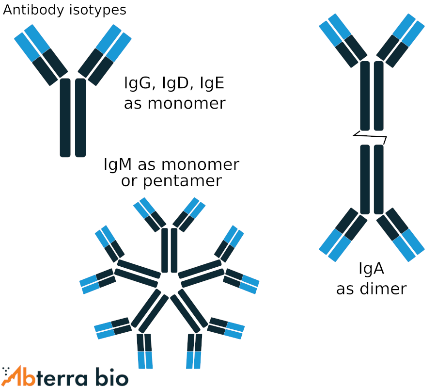 antibody isotypes as monomer or pentamer and dimer