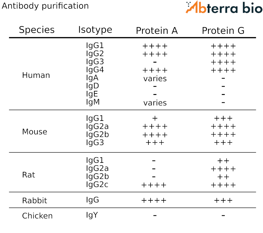 Antibody purification using Protein A/G for certain species and isotypes