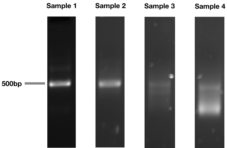Gel showing sharp band for good integrity RNA vs degraded RNA band
