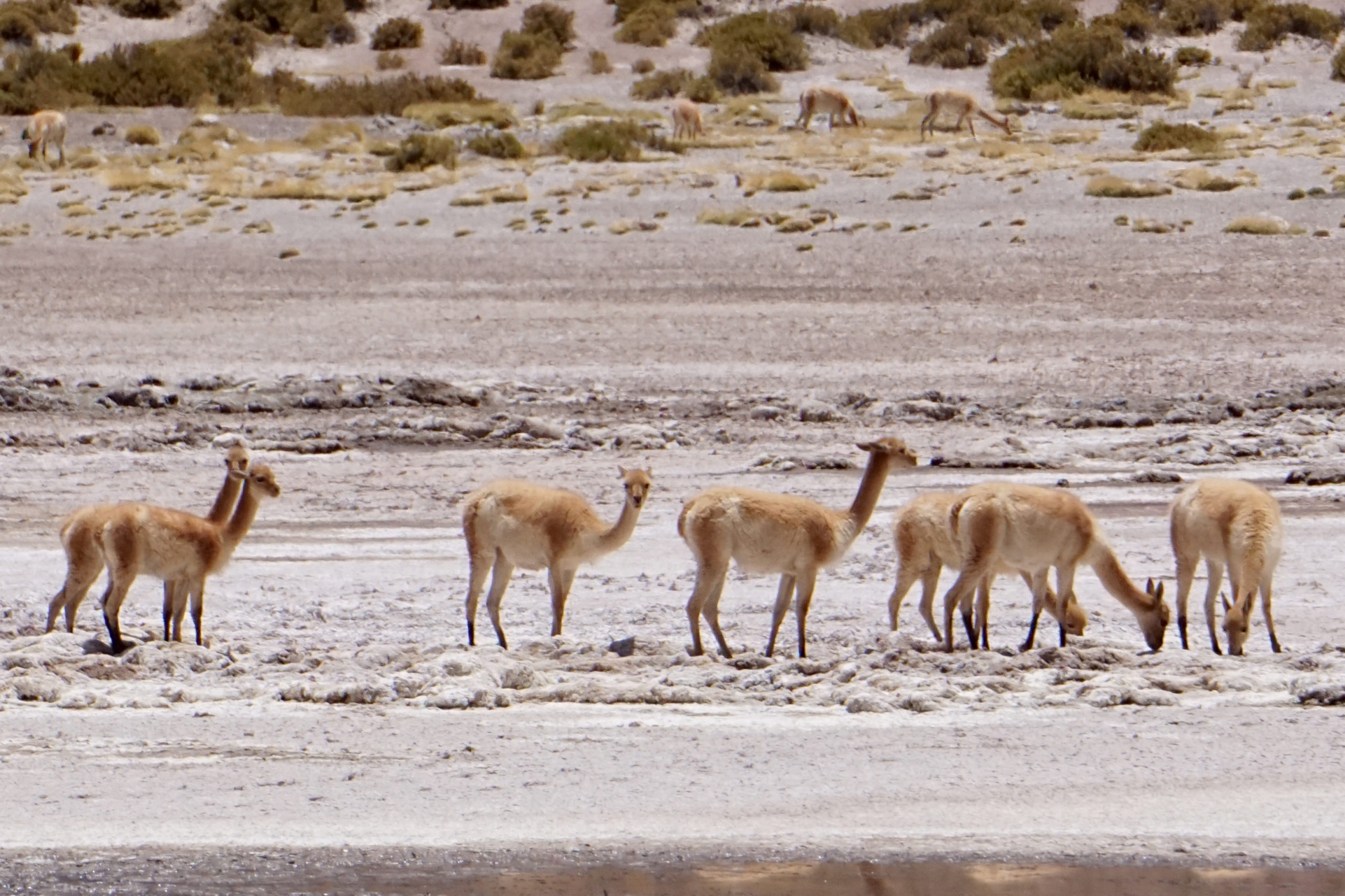llamas for immunization studies