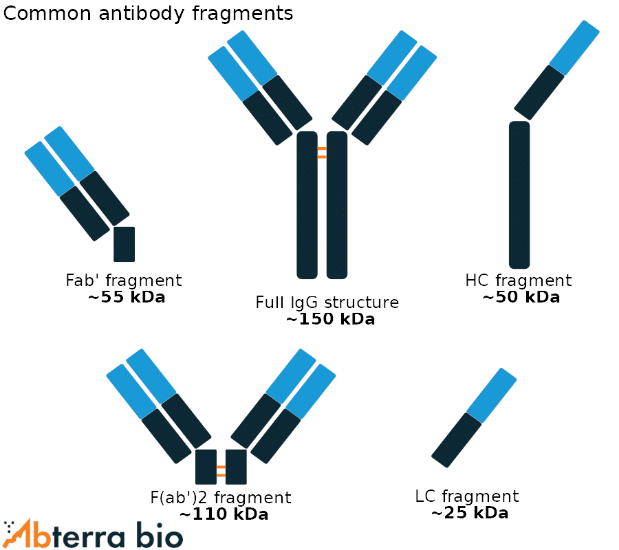 common antibody fragments