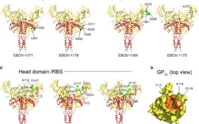 New Publication Reveals Ebolavirus-Neutralizing Monoclonal Antibodies