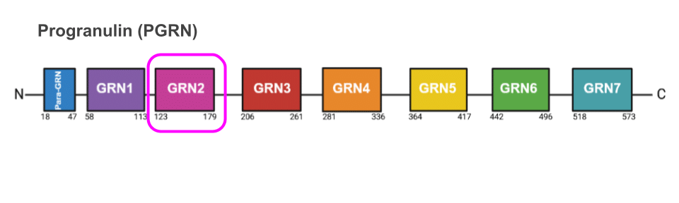 The multidomain progranulin protein layout The multidomain progranulin protein layout