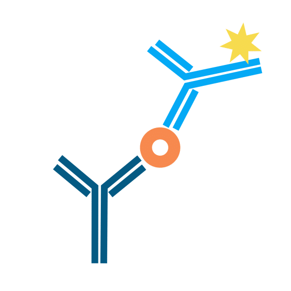 Step 4 Candidate expression and validation