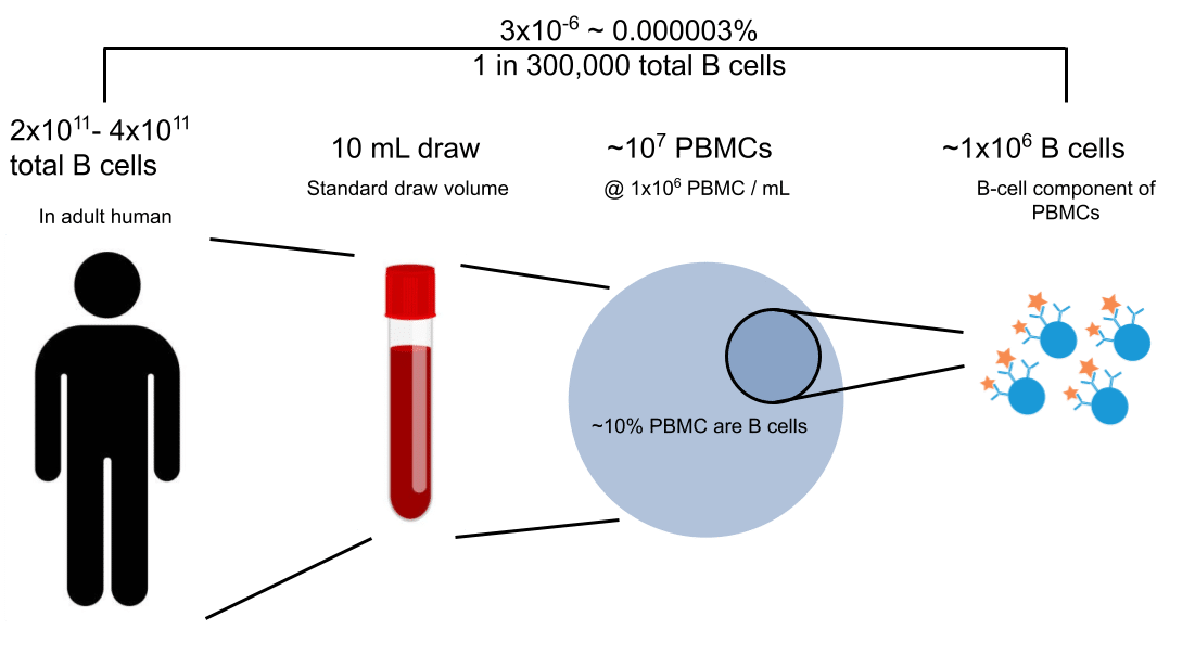 Subsampling B cells from human blood