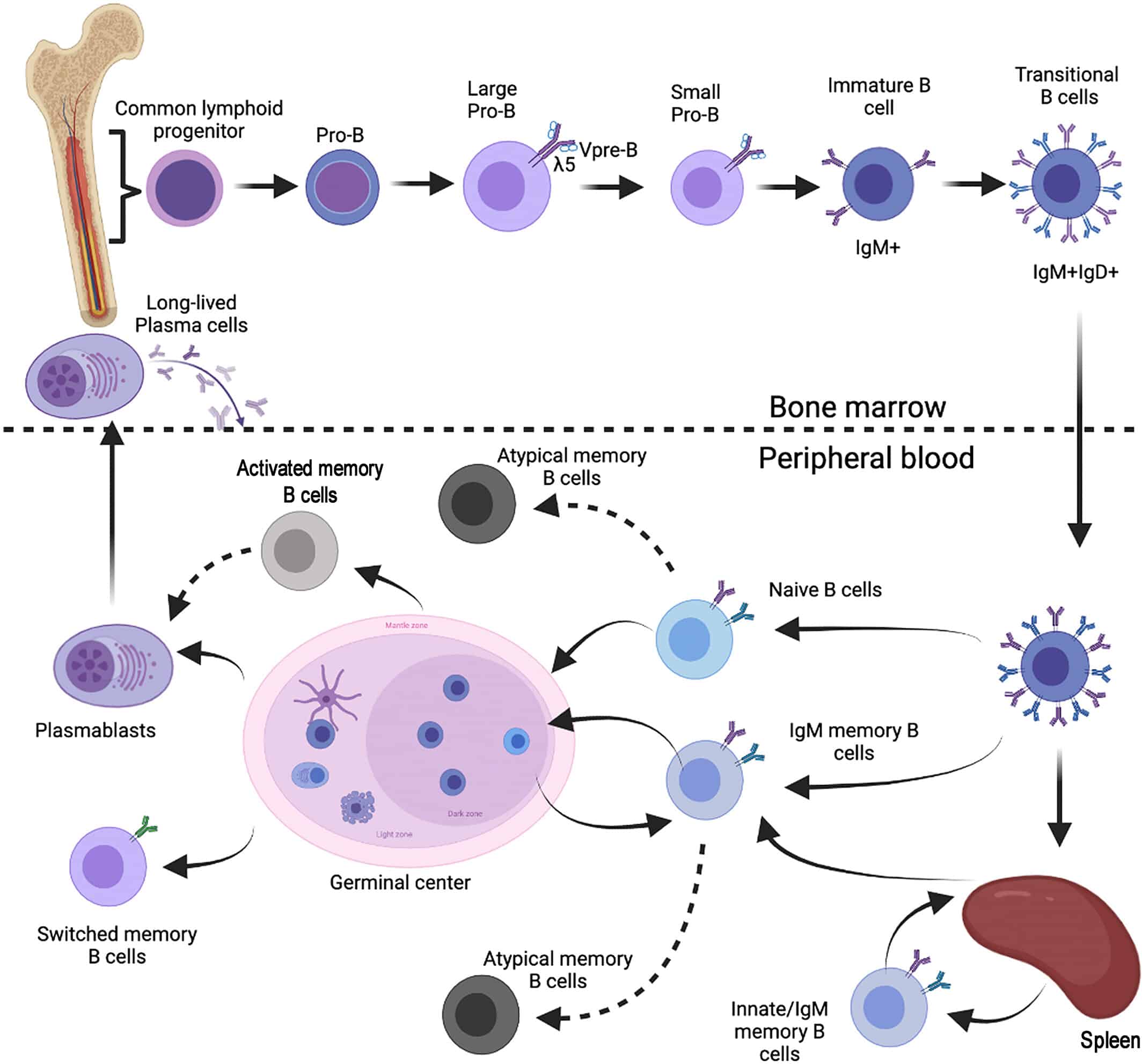 B cell populations