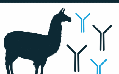 VHH De Novo Antibody Sequencing