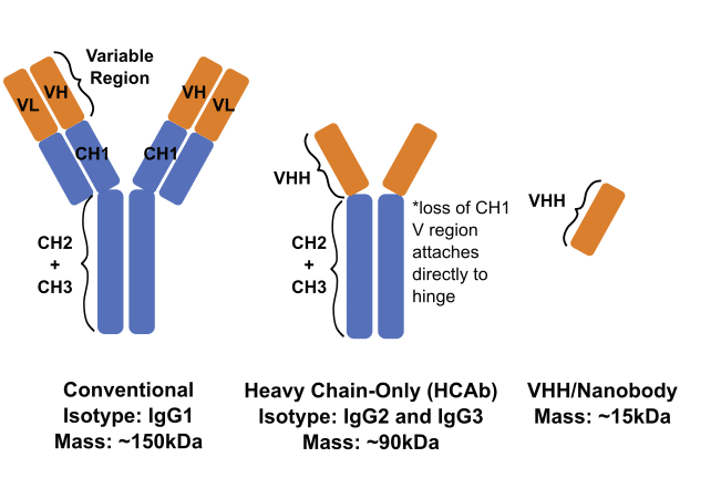 Antibody versus HCAb versus nanobody structure