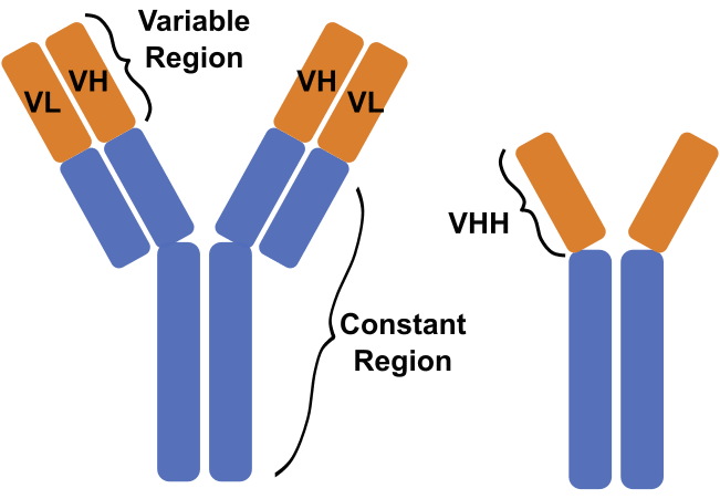 Basic antibody structures
