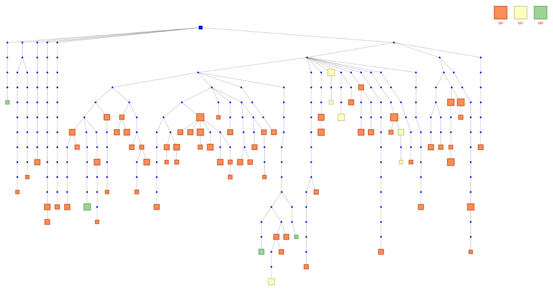 Large clone tree from a human donor antibody repertoire.