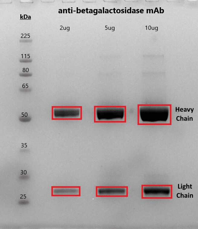 mAb_gel An SDS-PAGE image of an antibody under reducing conditions.