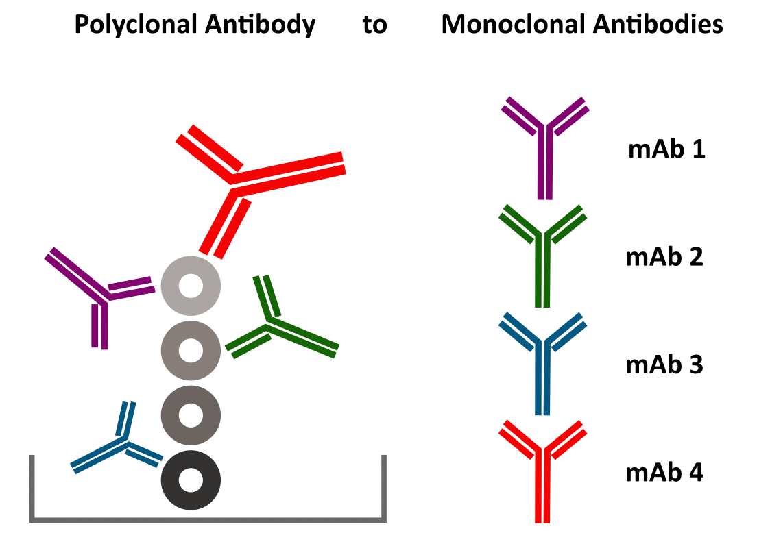 pAb-to-mAbs Illustration of polyclonal antibody deconvoluted into monoclonal antibodies