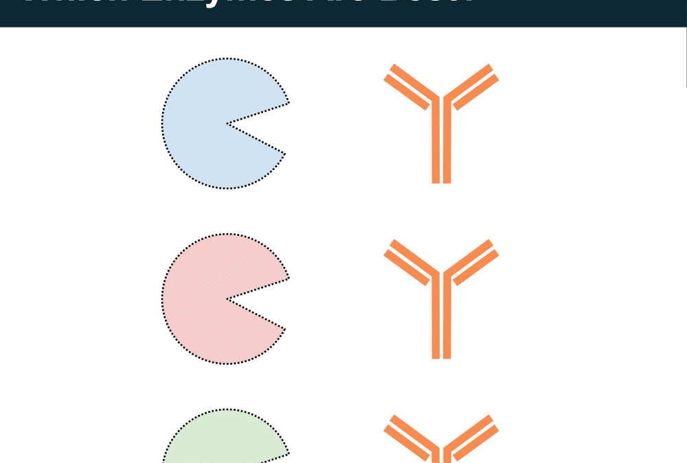 De Novo Antibody Sequencing: Which Enzymes are Best?