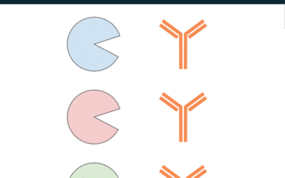 De Novo Antibody Sequencing: Which Enzymes are Best?